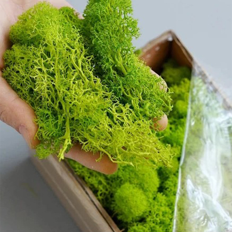 Sphagnum Moss Dry - النباتات الخضراء الاصطناعية الحياة الأبدية الطحلب