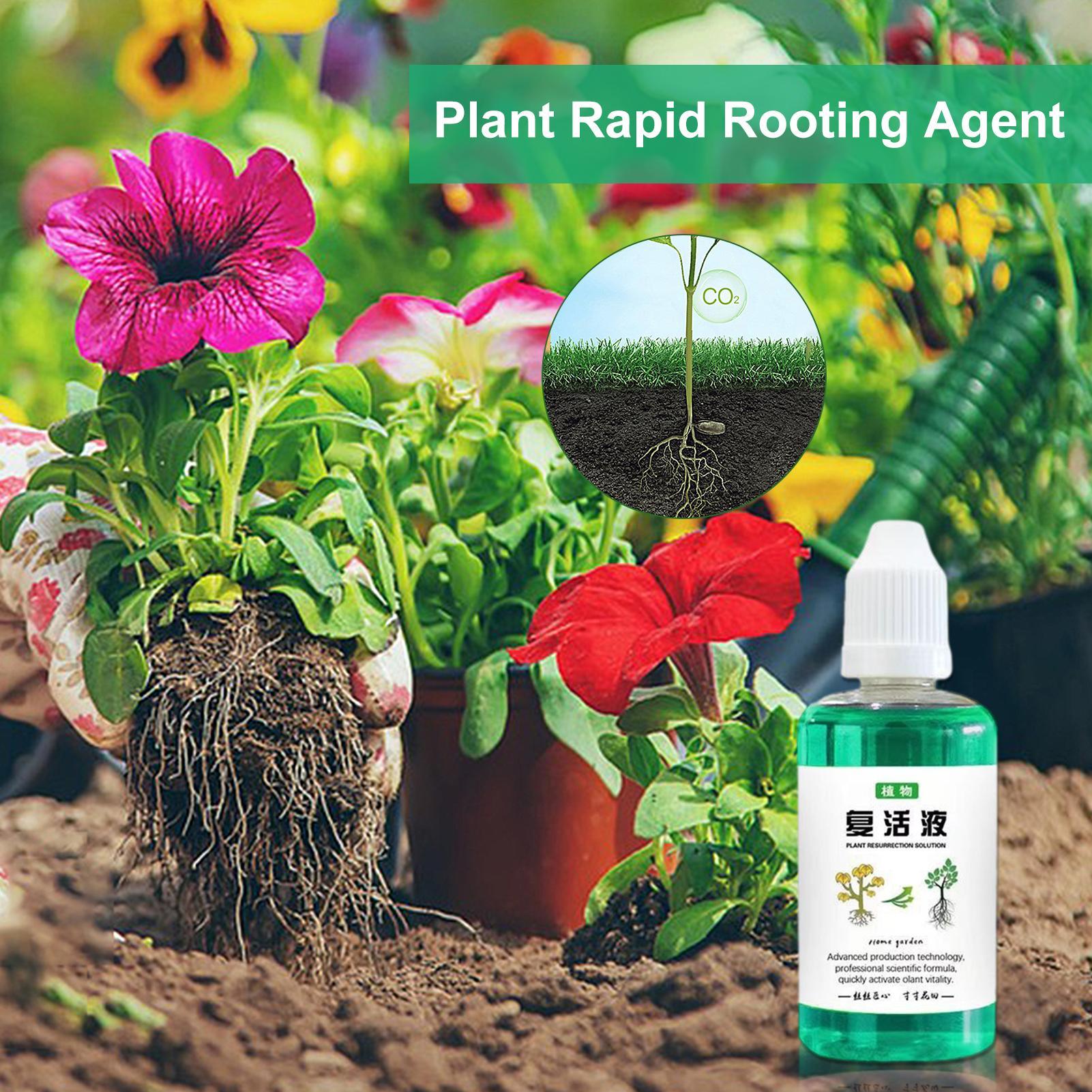 سائل تحفيز الجذور 50 مل، مُنشط - مراجعة Root Stimulator Liquid وسعره
