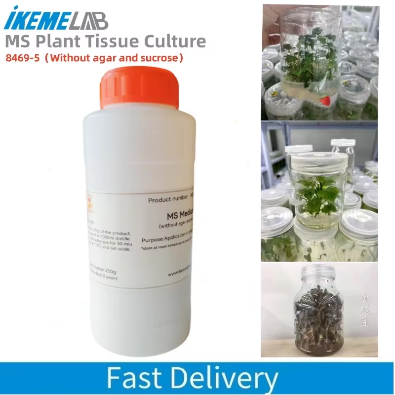 IKEME 250 جرام Lab MS Medium ب - مراجعة Agar Tissue Culture وسعره