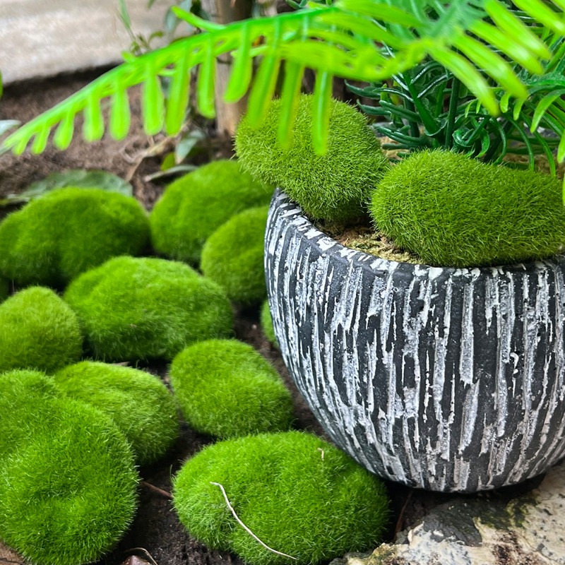 100/5 قطعة من أحجار الطحلب الا - مراجعة Sphagnum Moss Dry وسعره