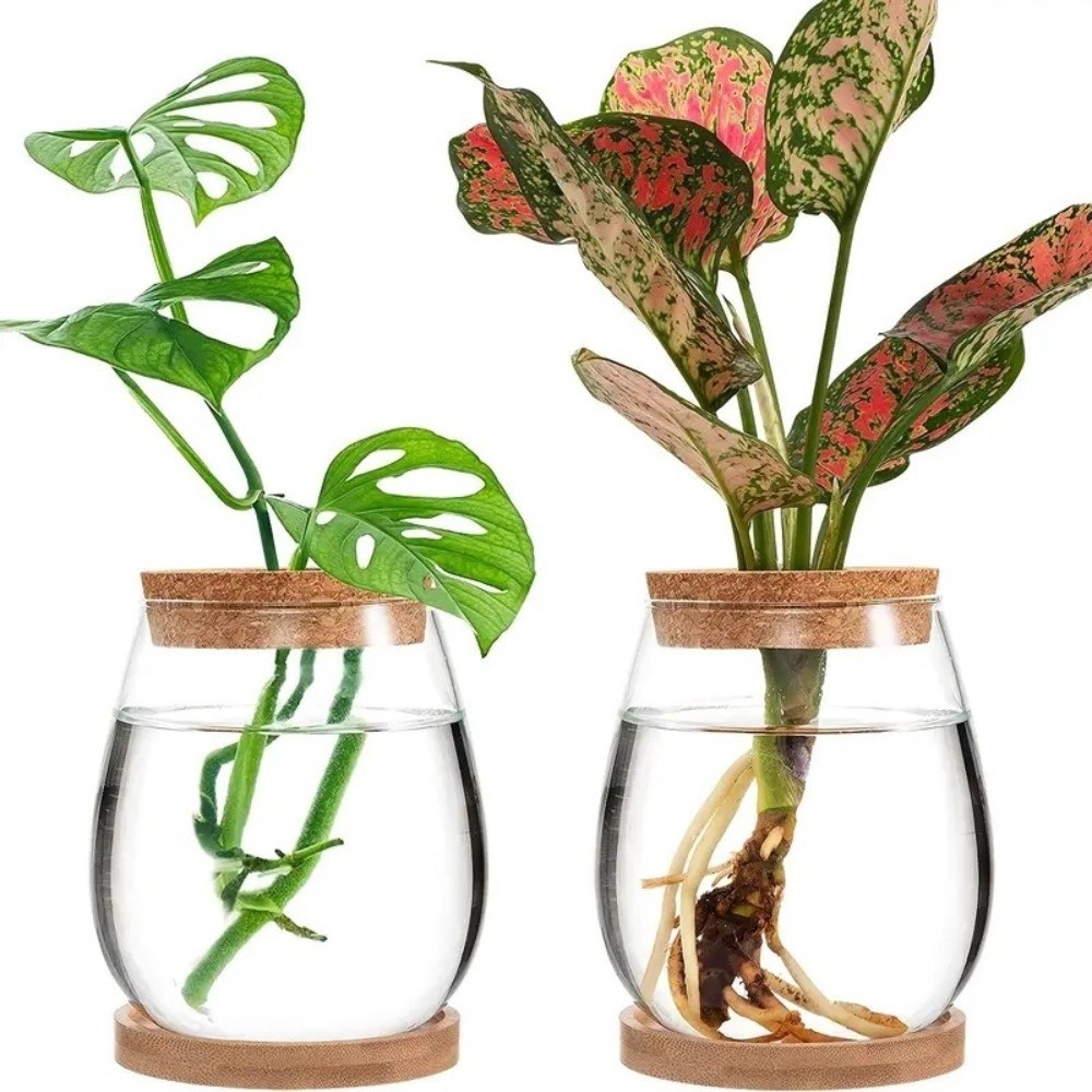 وعاء زهور هيدروبوني شفاف مع صي - مراجعة Propagation Station Vase وسعره