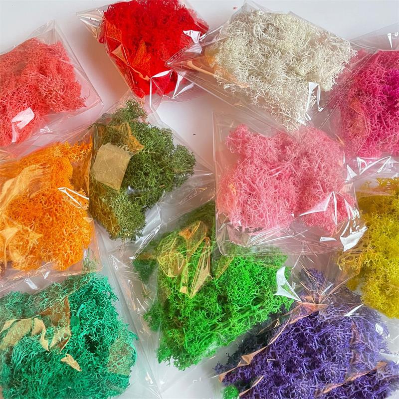 20-200 جرام نباتات خضراء اصطنا - مراجعة Sphagnum Moss Dry وسعره