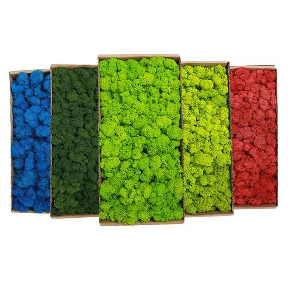 20-200 جرام نباتات خضراء اصطنا - مراجعة Sphagnum Moss Dry وسعره