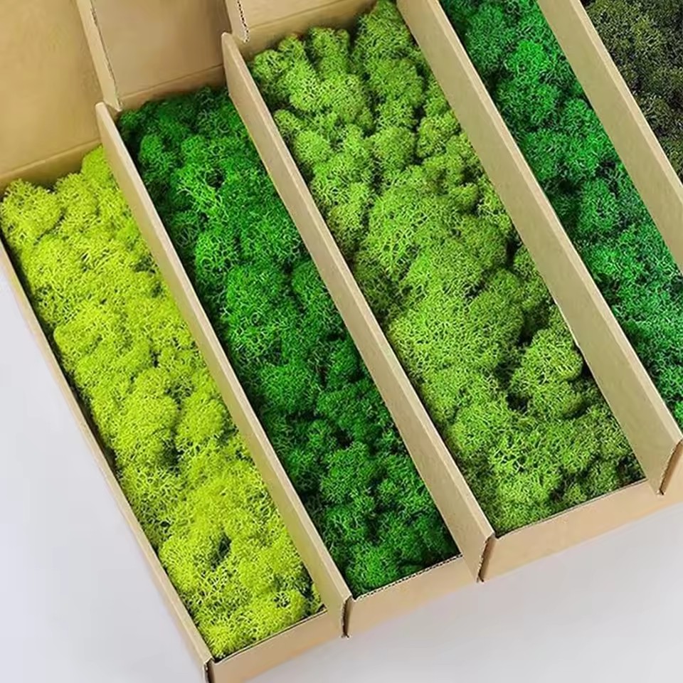 20-200 جرام نباتات خضراء اصطنا - مراجعة Sphagnum Moss Dry وسعره