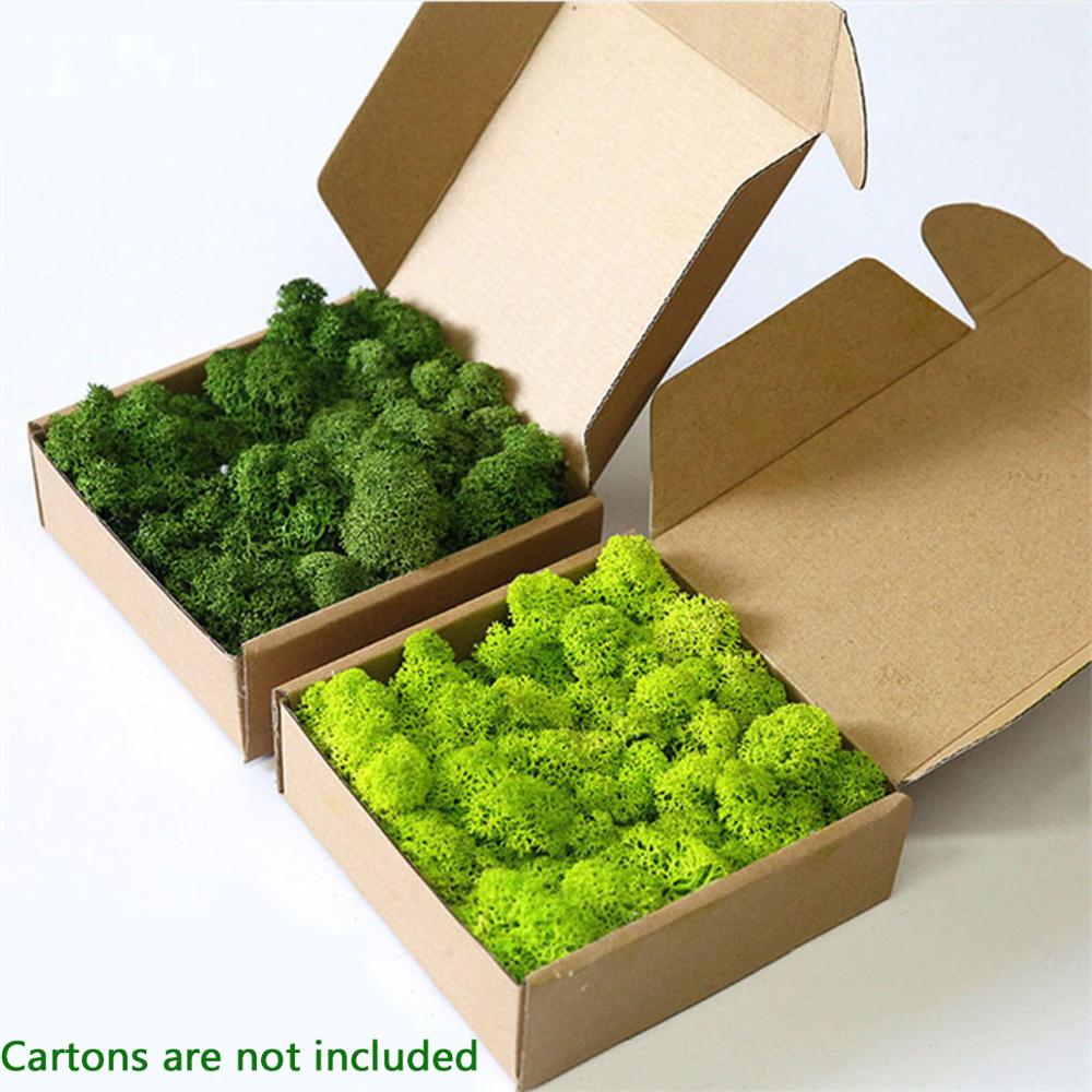 نبات اصطناعي الحياة الأبدية مو - مراجعة Sphagnum Moss Dry وسعره