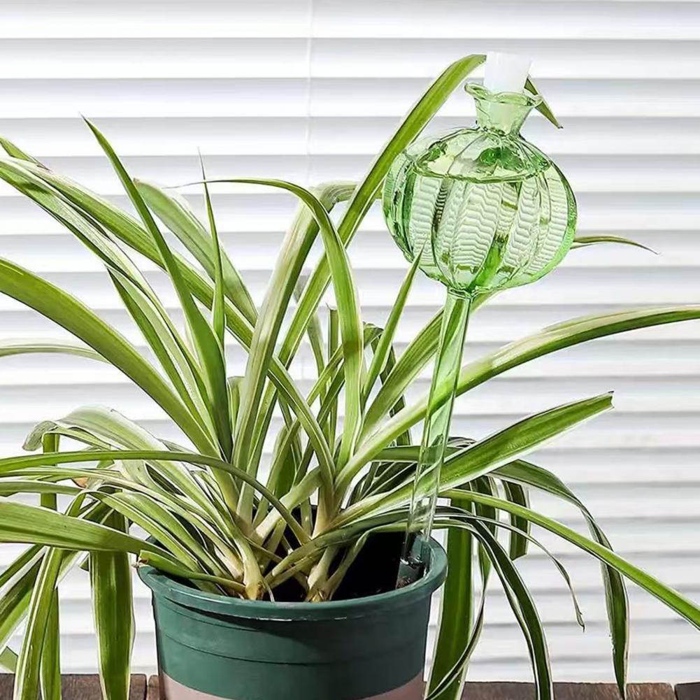 24 سنتيمتر الصبار الذاتي سقي ل - مراجعة Self Watering Insert وسعره