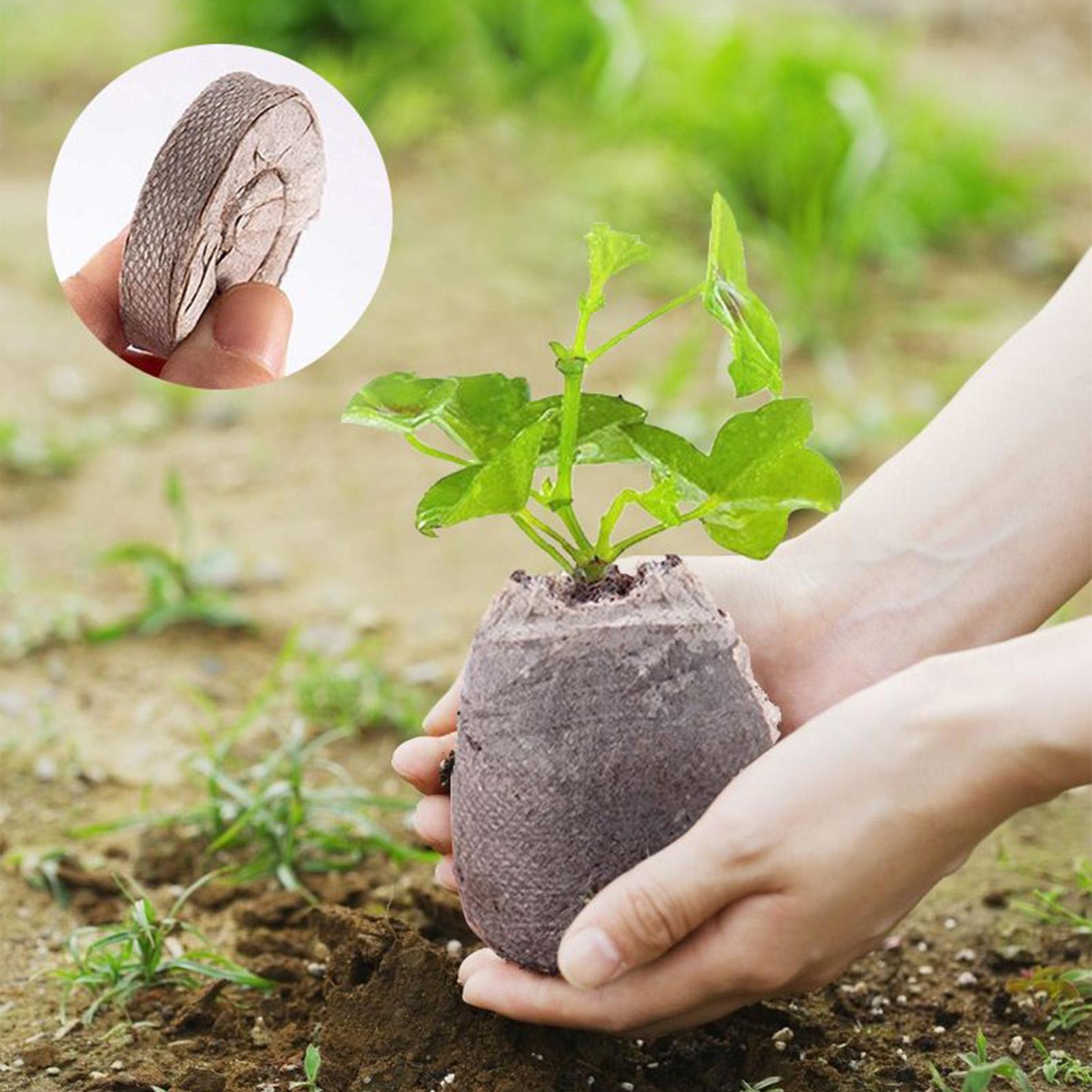 100 قطعة من أقراص التربة المضغ - مراجعة Peat Pellet Tray وسعره